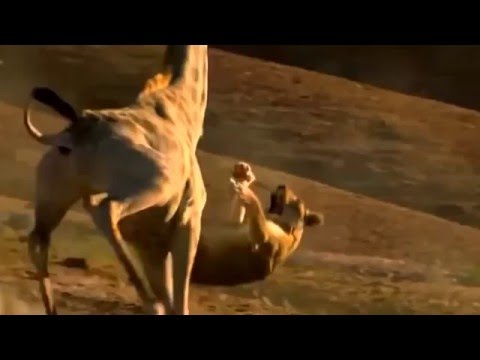 Youtube: Löwen vs Giraffe Schockierend Giraffe Tötet Löwen, Blutigen Kampf