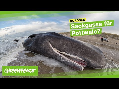 Youtube: Nordsee: Sackgasse für Pottwale?