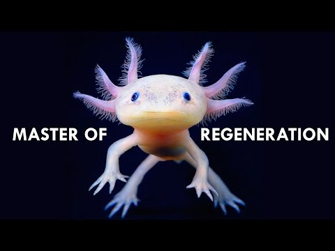 Youtube: Axolotls are Masters of Regeneration