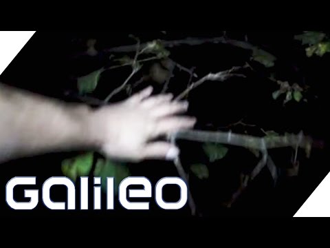 Youtube: Eine Nacht im gruseligsten Wald der Welt - Hoia Baciu | Galileo | ProSieben