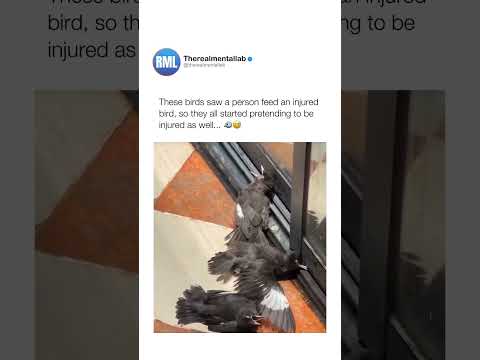 Youtube: smartest birds ever 🐦