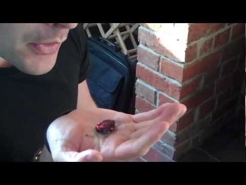 Youtube: Holding Hot Coals and Not Being Burned!