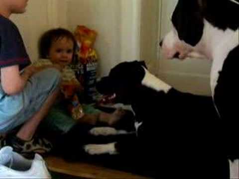 Youtube: Kampfhund frisst Kind