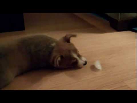 Youtube: Bandit the Corgi vs. Ice