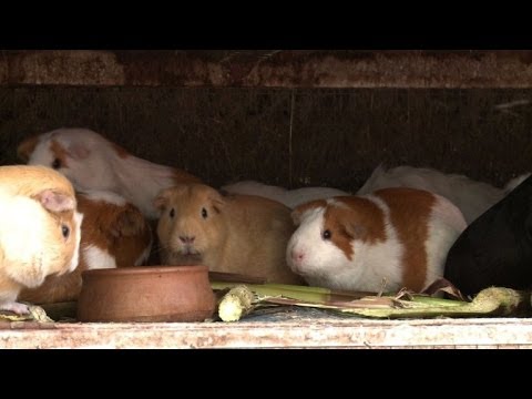 Youtube: Nahrhaft und leicht verdaulich: Trendgericht Meerschweinchen