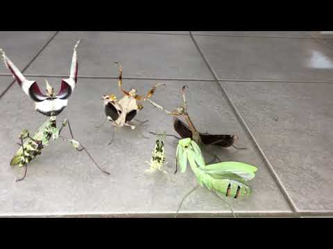 Youtube: Aggressive Mantis Squad
