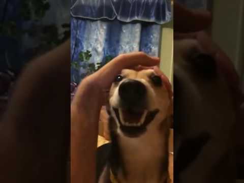 Youtube: Dog is "singing" la la la