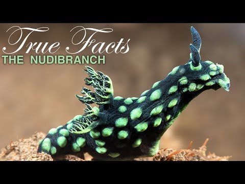 Youtube: True Facts: Freaky Nudibranchs