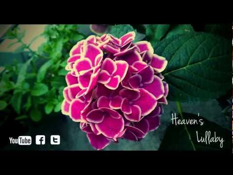 Youtube: Heaven's Lullaby (Beautiful Piano Song) ｜BigRicePiano