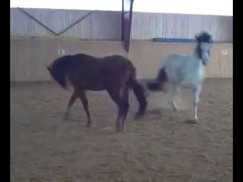 Youtube: Pferde beim Spielen!