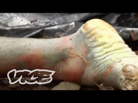 Youtube: The Body Farm in Tennessee
