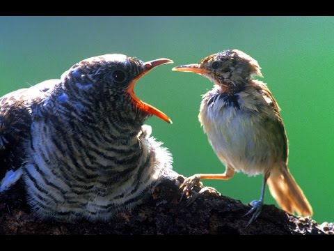 Youtube: Kuckuck stemmt Eier aus dem Nest. Vogelwelt DOKU GERMAN HD