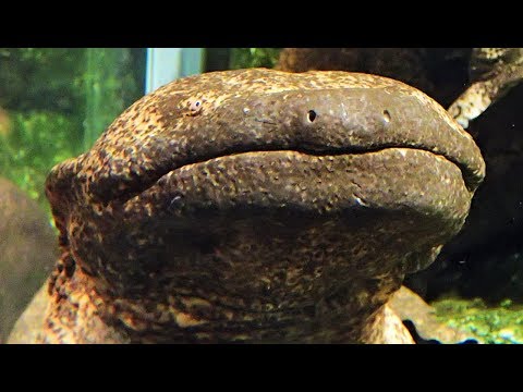 Youtube: Japanese Giant Salamanders || Japanische Riesensalamander || オオサンショウウオ (大山椒魚)
