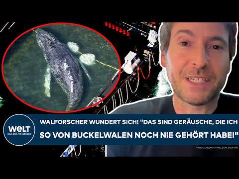 Youtube: TIMMY: Walforscher staunt! "Das sind Geräusche, die ich so von Buckelwalen noch nie gehört habe!"