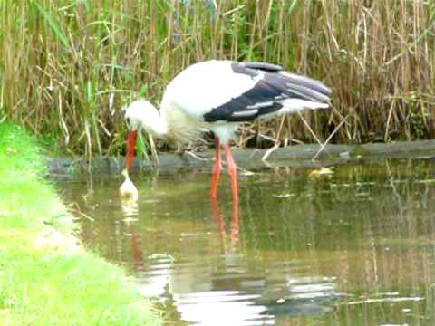 Youtube: Storch beim Fressen