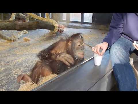 Youtube: Monkey Sees A Magic Trick