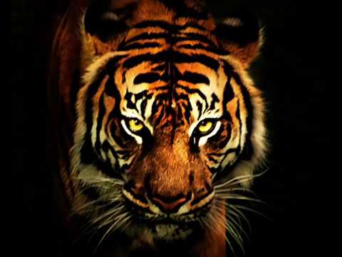 Youtube: Survivor - Eye Of The Tiger