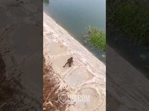 Youtube: Frog Loses His Footing and Falls Off the Cliff! 🐸🤣