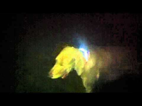 Youtube: Hund Maya Weimaraner zeigt und testet ihr neues Leuchthalsband von "die Leuchten"