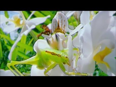 Youtube: Eaten Alive | Cricket vs Mantis | Wildlife On One | BBC Earth