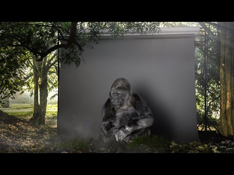 Youtube: Koko the gorilla is the voice of Nature at COP21