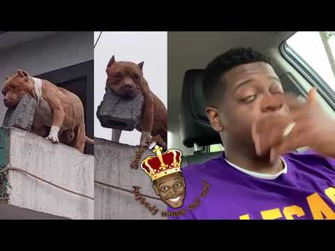 Youtube: Shuler King - My Dog Don’t Bite