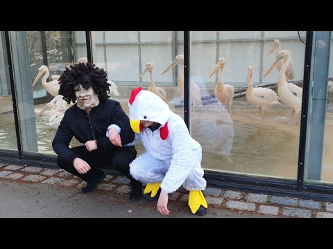 Youtube: der Tierparksong feat. Brain