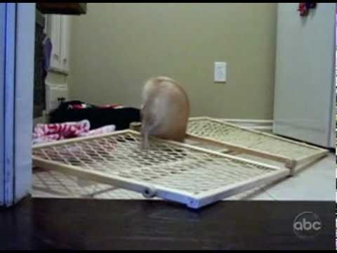 Youtube: Chihuahua Makes A Great Escape