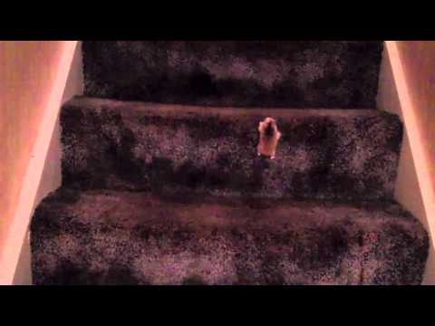 Youtube: Spider Hamster