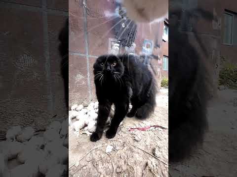 Youtube: The cats startled by Maxwell#cats #funny