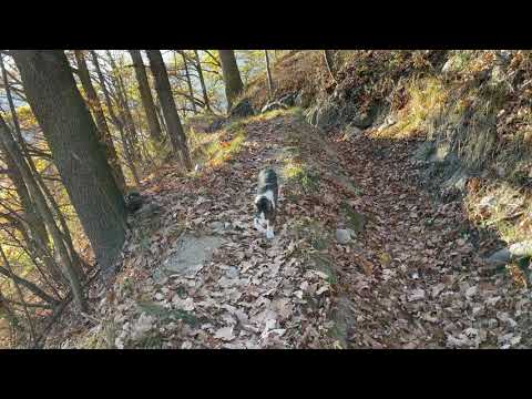 Youtube: Katzenspaziergang-3 28.Nov 2020