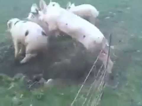 Youtube: Schweine bekommen Stromschlag