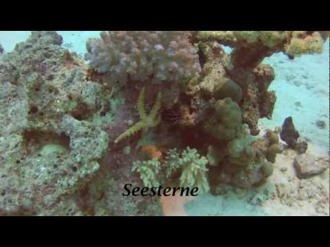 Youtube: Tauchen Hurghada Januar 2013 GoPro Hero 2