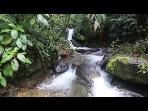 Youtube: Sendero Culebra Boquete - Panama