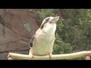 Youtube: Kookaburra calls-Cincinnati Zoo