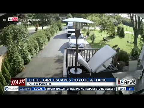 Youtube: Little girl escapes coyote attack