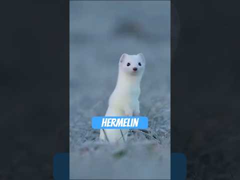 Youtube: Das Hermelin – Chuck Norris im Mini-Format