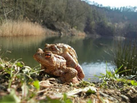 Youtube: Naturdokumentation - Frösche bei der Paarung und beim Ablaichen