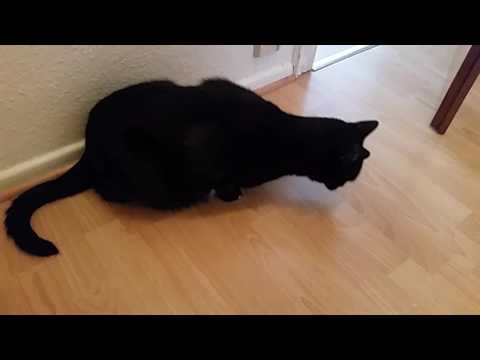 Youtube: Katze kotzt