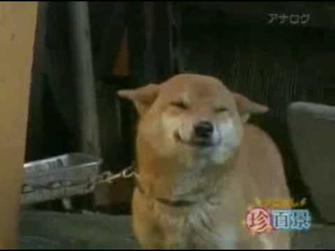 Youtube: Smiling Dog