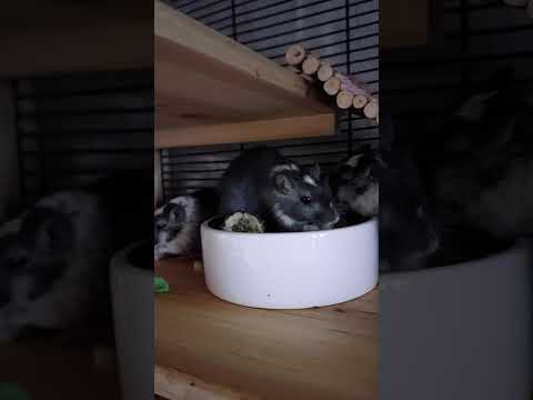 Youtube: Meine Rennmäuse beim knabbern 2