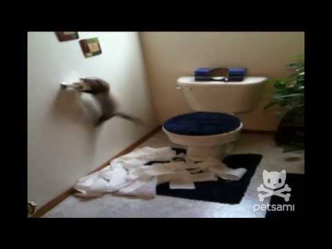 Youtube: A ferret shreds through an entire roll of toilet paper