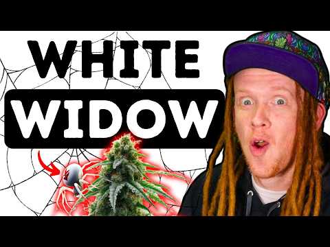 Youtube: White Widow: Die Wahrheit hinter der legendären Sorte