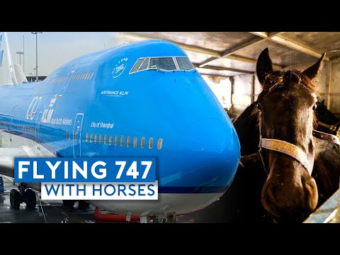 Youtube: Flying KLM B747-400 Combi with Horses!