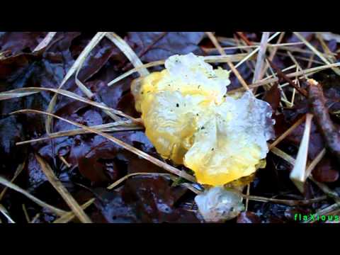 Youtube: Jelly mystery