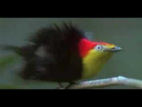 Youtube: The Dancing Bird