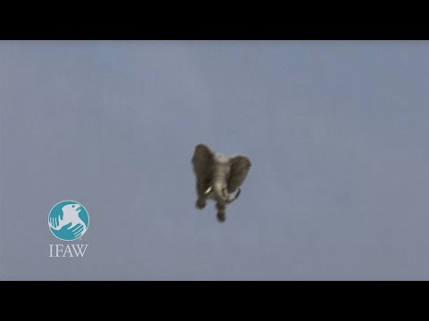 Youtube: IFAW "Amazing Jumbo Elephant Landing"
