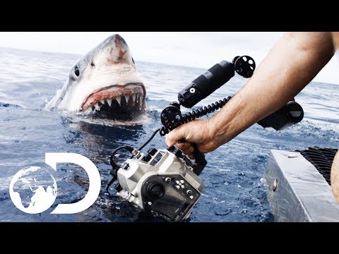 Youtube: 35ft Great White Shark Lurking in 'The Kill Zone' | Super Predator