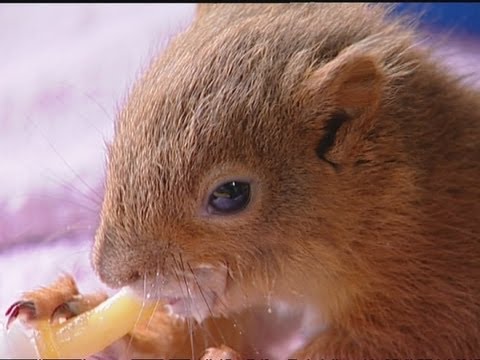 Youtube: Baby red squirrels saved from Hurricane Katia