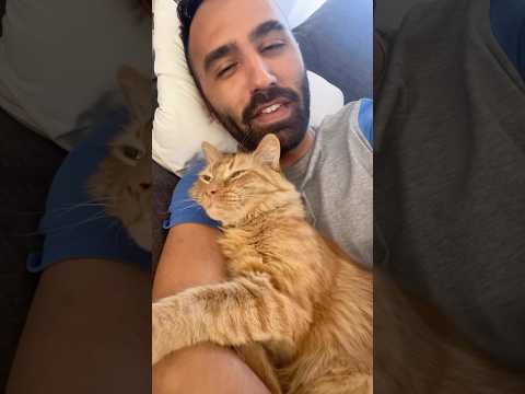 Youtube: Kermit strahlt über das ganze Gesicht 😸 #Katzenpapa #Katzen #Katzenshorts